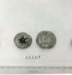Click for 1 image(s) for this accession. FRUIT